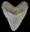 Large, Fossil Megalodon Tooth - North Carolina #66146-2
